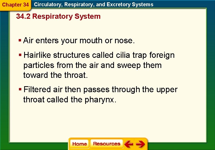 Chapter 34 Circulatory, Respiratory, and Excretory Systems 34. 2 Respiratory System § Air enters