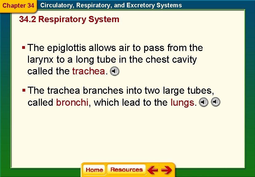 Chapter 34 Circulatory, Respiratory, and Excretory Systems 34. 2 Respiratory System § The epiglottis