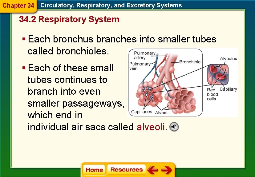 Chapter 34 Circulatory, Respiratory, and Excretory Systems 34. 2 Respiratory System § Each bronchus