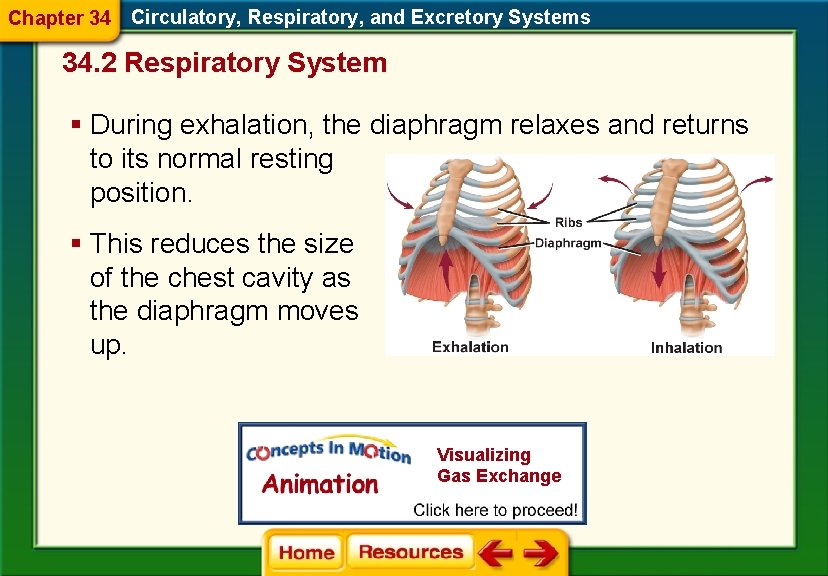 Chapter 34 Circulatory, Respiratory, and Excretory Systems 34. 2 Respiratory System § During exhalation,