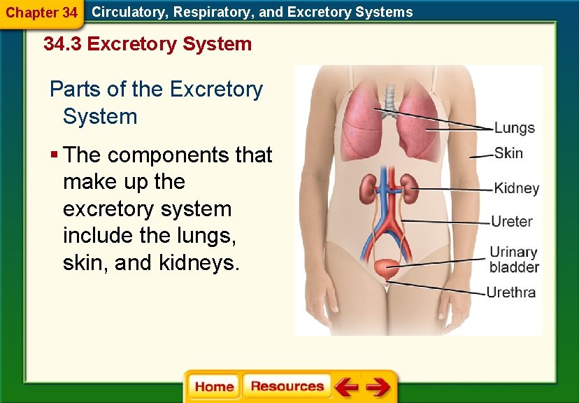 Chapter 34 Circulatory, Respiratory, and Excretory Systems 34. 3 Excretory System Parts of the