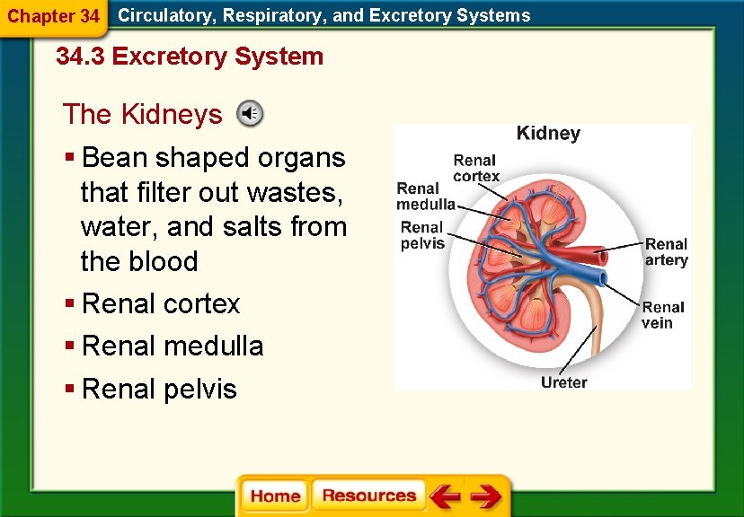 Chapter 34 Circulatory, Respiratory, and Excretory Systems 34. 3 Excretory System The Kidneys §