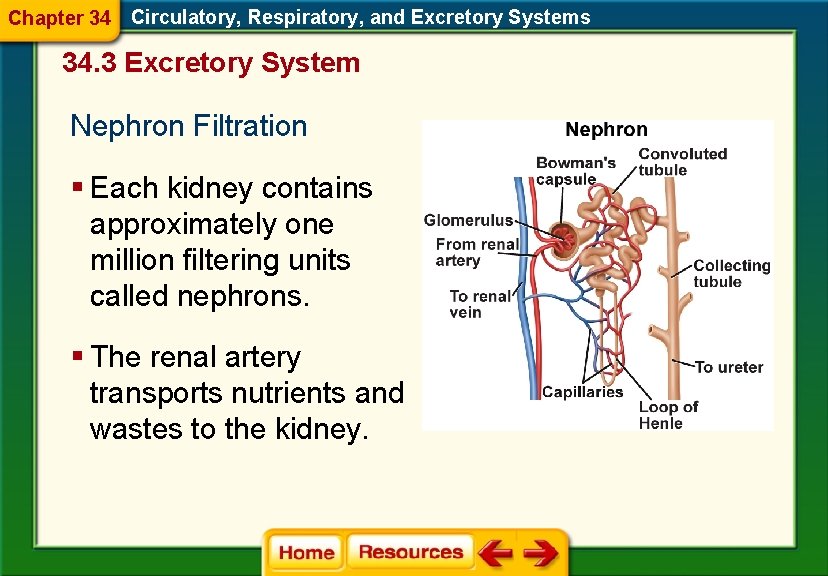 Chapter 34 Circulatory, Respiratory, and Excretory Systems 34. 3 Excretory System Nephron Filtration §