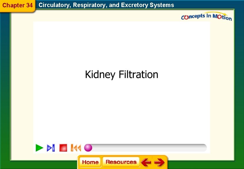 Chapter 34 Circulatory, Respiratory, and Excretory Systems 