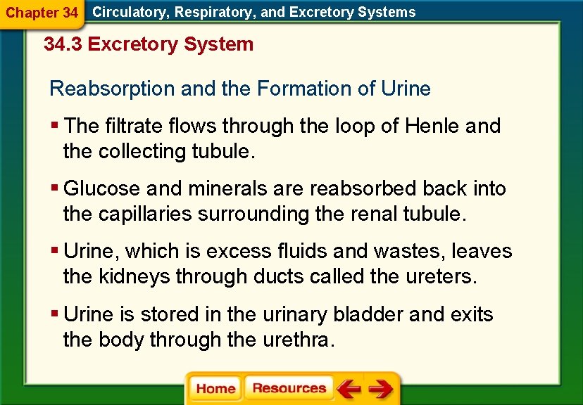Chapter 34 Circulatory, Respiratory, and Excretory Systems 34. 3 Excretory System Reabsorption and the