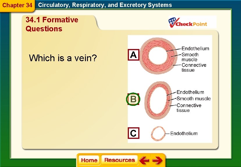 Chapter 34 Circulatory, Respiratory, and Excretory Systems 34. 1 Formative Questions Which is a