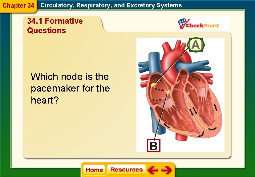 Chapter 34 Circulatory, Respiratory, and Excretory Systems 34. 1 Formative Questions Which node is