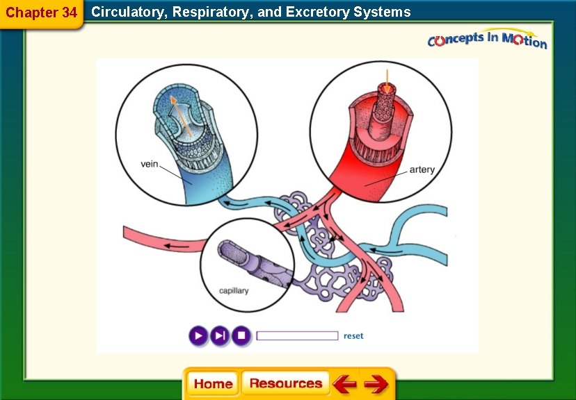 Chapter 34 Circulatory, Respiratory, and Excretory Systems 