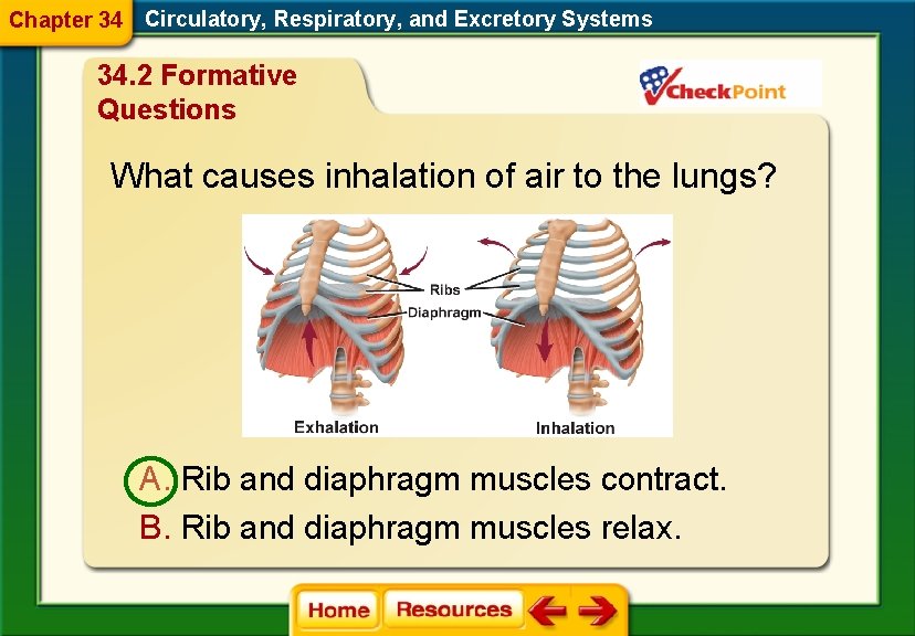 Chapter 34 Circulatory, Respiratory, and Excretory Systems 34. 2 Formative Questions What causes inhalation