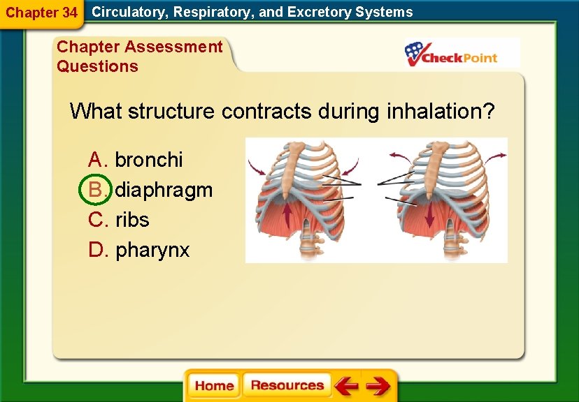 Chapter 34 Circulatory, Respiratory, and Excretory Systems Chapter Assessment Questions What structure contracts during