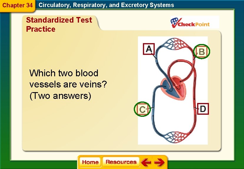 Chapter 34 Circulatory, Respiratory, and Excretory Systems Standardized Test Practice Which two blood vessels