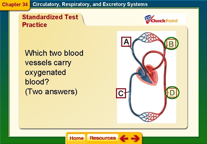 Chapter 34 Circulatory, Respiratory, and Excretory Systems Standardized Test Practice Which two blood vessels