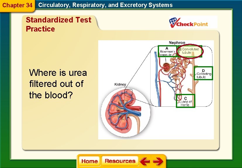 Chapter 34 Circulatory, Respiratory, and Excretory Systems Standardized Test Practice Where is urea filtered