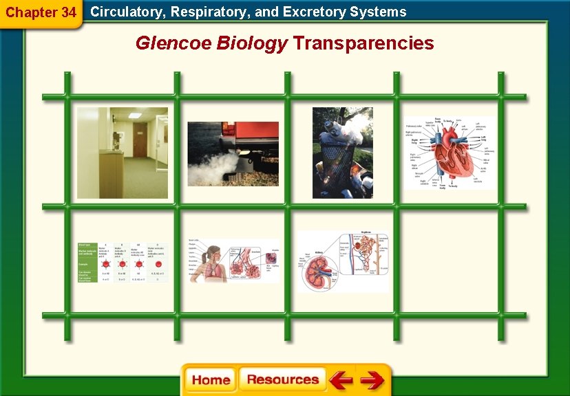 Chapter 34 Circulatory, Respiratory, and Excretory Systems Glencoe Biology Transparencies 
