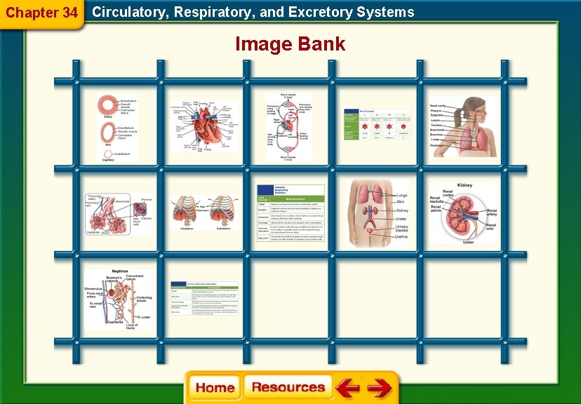 Chapter 34 Circulatory, Respiratory, and Excretory Systems Image Bank 