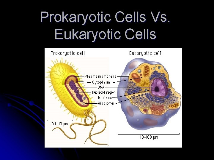 Prokaryotic Cells Vs. Eukaryotic Cells 