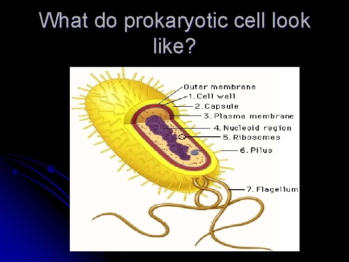 What do prokaryotic cell look like? 