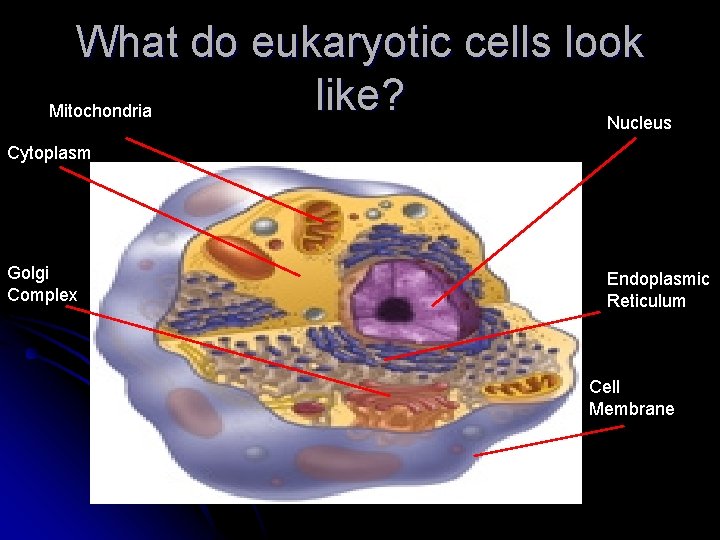 What do eukaryotic cells look like? Mitochondria Nucleus Cytoplasm Golgi Complex Endoplasmic Reticulum Cell