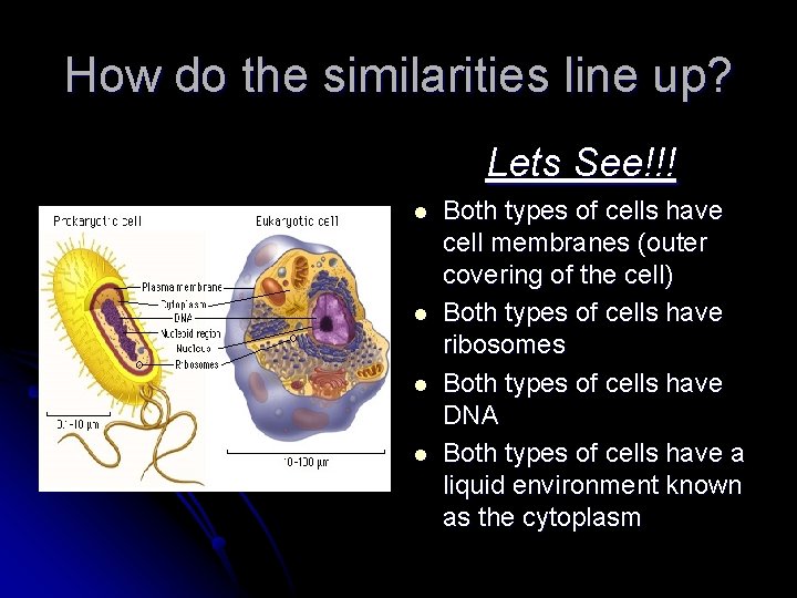 How do the similarities line up? Lets See!!! l l Both types of cells