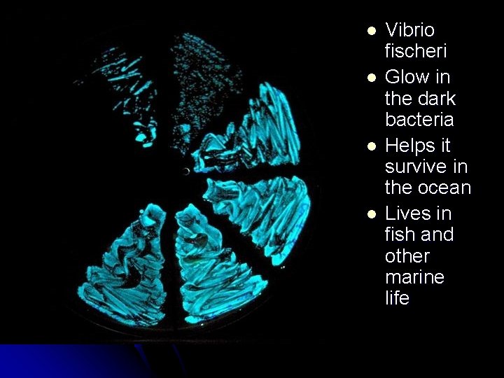 l l Vibrio fischeri Glow in the dark bacteria Helps it survive in the