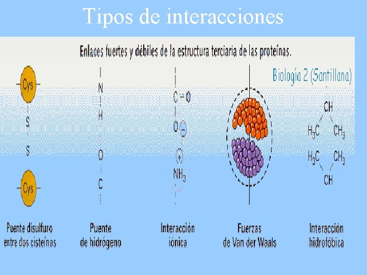 Tipos de interacciones 