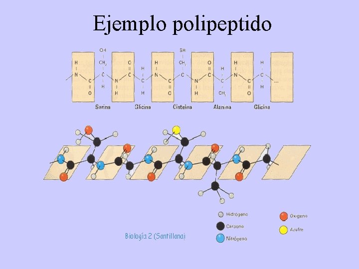 Ejemplo polipeptido 