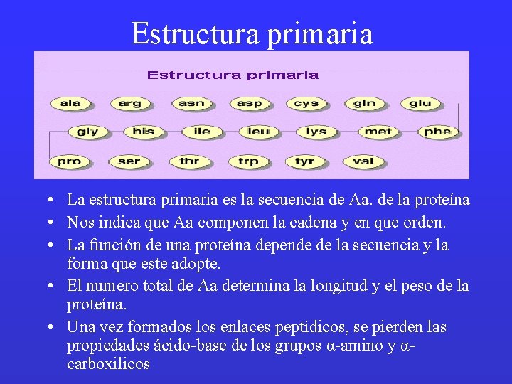 Estructura primaria • La estructura primaria es la secuencia de Aa. de la proteína