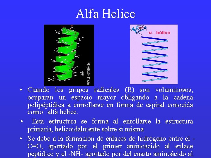 Alfa Helice • Cuando los grupos radicales (R) son voluminosos, ocuparán un espacio mayor