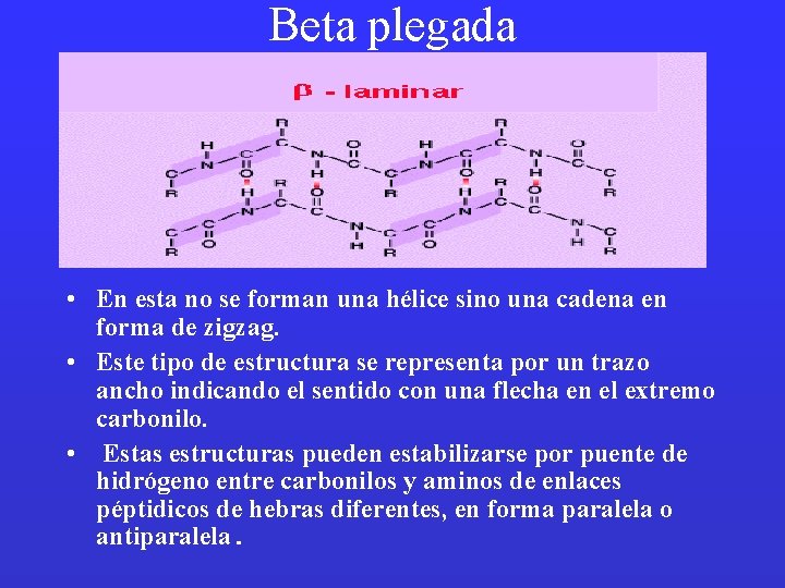Beta plegada • En esta no se forman una hélice sino una cadena en