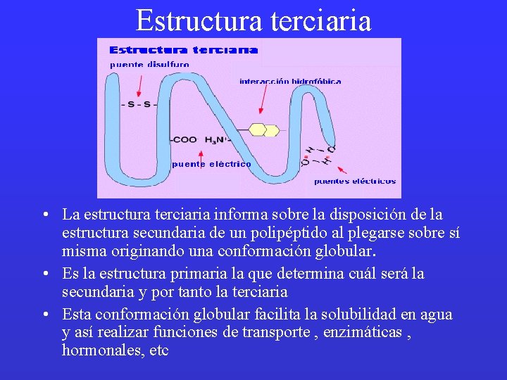 Estructura terciaria • La estructura terciaria informa sobre la disposición de la estructura secundaria