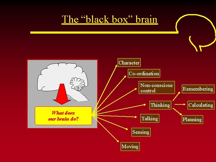 The “black box” brain Character Co-ordination Non-conscious control Thinking What does our brain do?