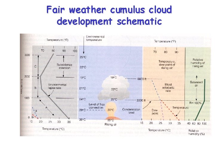 Fair weather cumulus cloud development schematic 