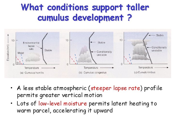 What conditions support taller cumulus development ? • A less stable atmospheric (steeper lapse