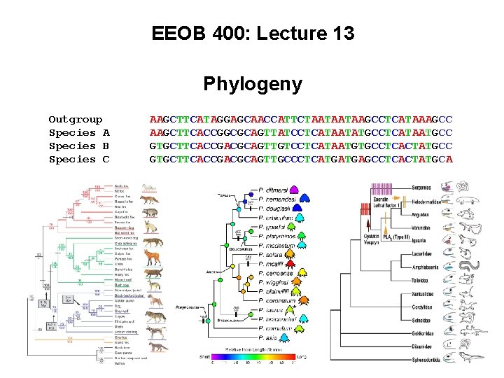 EEOB 400: Lecture 13 Phylogeny Outgroup Species A Species B Species C AAGCTTCATAGGAGCAACCATTCTAATAATAAGCCTCATAAAGCC AAGCTTCACCGGCGCAGTTATCCTCATAATATGCCTCATAATGCC