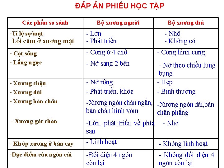 ĐÁP ÁN PHIẾU HỌC TẬP Các phần so sánh -Tỉ lệ sọ/mặt - Lồi