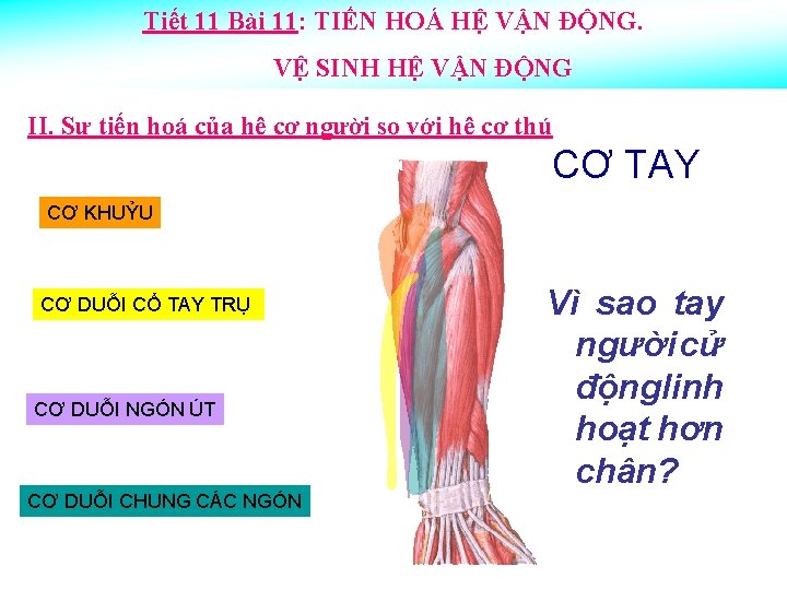 Tiết 11 Bài 11: TIẾN HOÁ HỆ VẬN ĐỘNG. VỆ SINH HỆ VẬN ĐỘNG