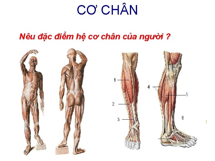 CƠ CH N Nêu đặc điểm hệ cơ chân của người ? ĐỘNG TÁC