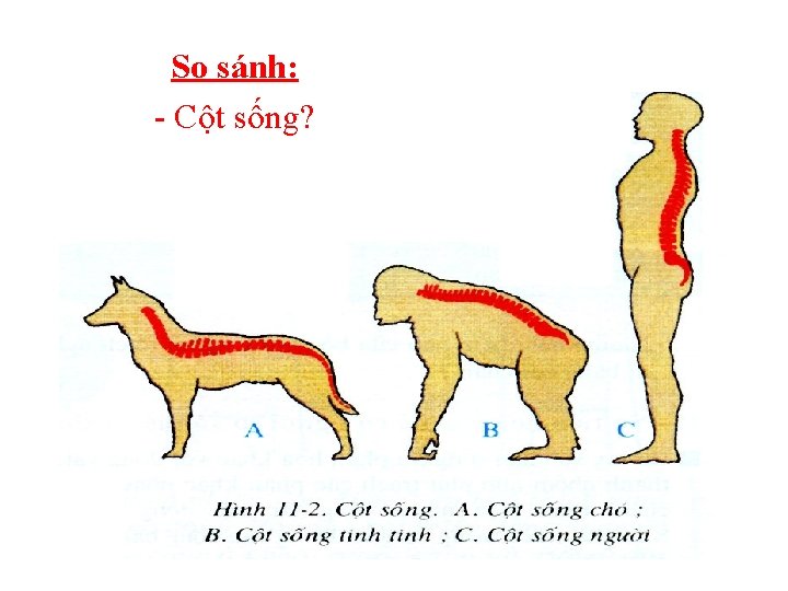 So sánh: - Cột sống? 
