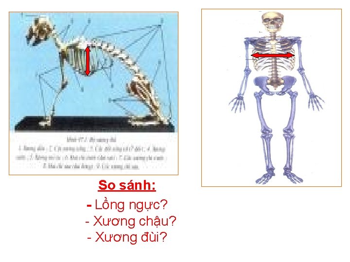 So sánh: - Lồng ngực? - Xương chậu? - Xương đùi? 
