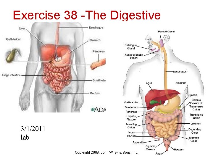 Exercise 38 -The Digestive system 3/1/2011 lab Copyright 2009, John Wiley & Sons, Inc.