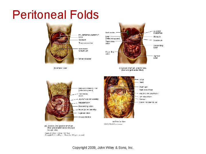 Peritoneal Folds Copyright 2009, John Wiley & Sons, Inc. 