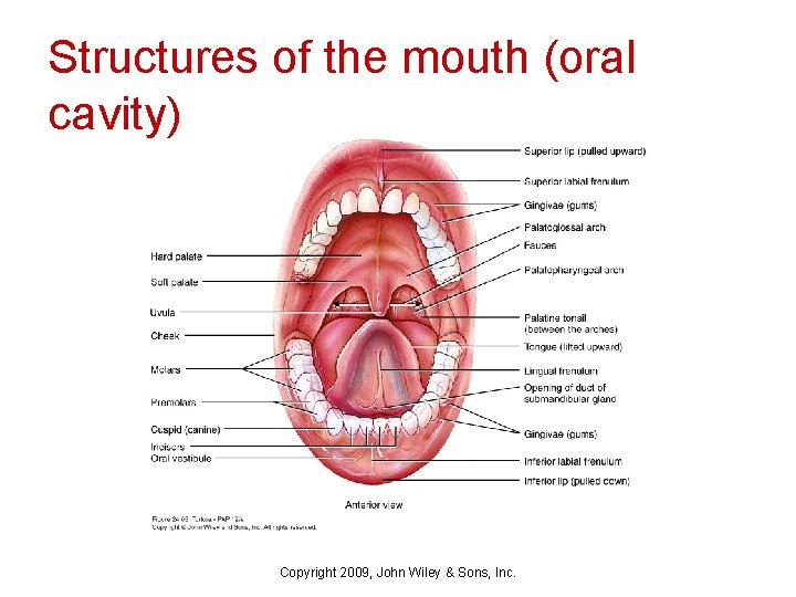 Structures of the mouth (oral cavity) Copyright 2009, John Wiley & Sons, Inc. 