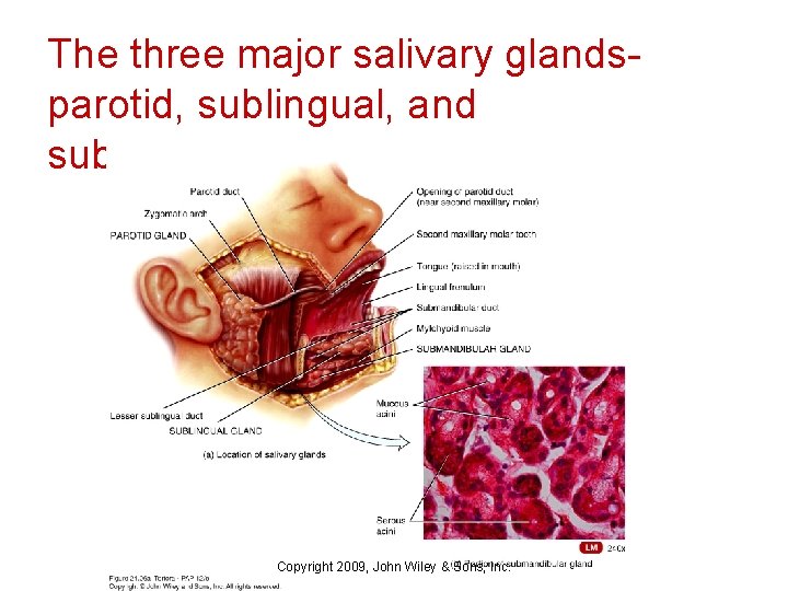 The three major salivary glandsparotid, sublingual, and submandibular Copyright 2009, John Wiley & Sons,