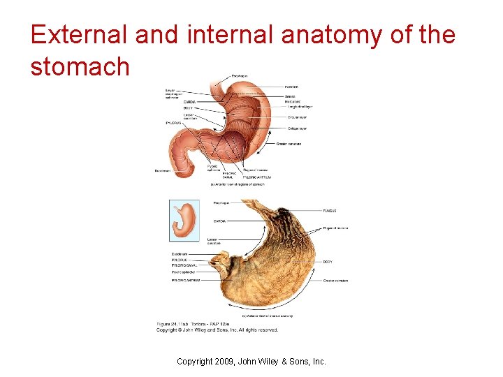 External and internal anatomy of the stomach Copyright 2009, John Wiley & Sons, Inc.