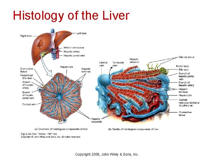 Histology of the Liver Copyright 2009, John Wiley & Sons, Inc. 
