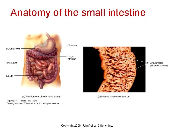 Anatomy of the small intestine Copyright 2009, John Wiley & Sons, Inc. 