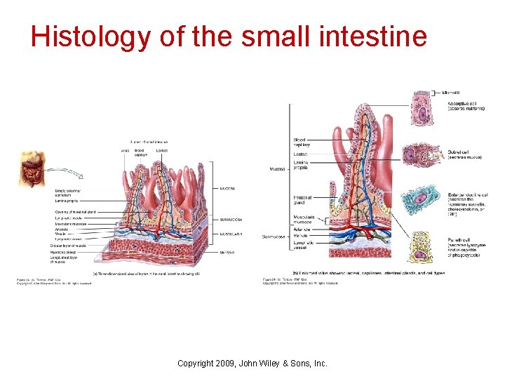 Histology of the small intestine Copyright 2009, John Wiley & Sons, Inc. 