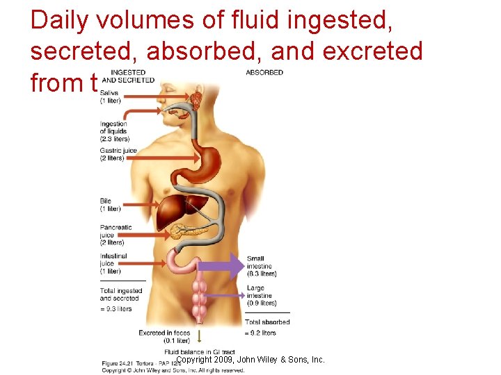 Daily volumes of fluid ingested, secreted, absorbed, and excreted from the GI tract Copyright