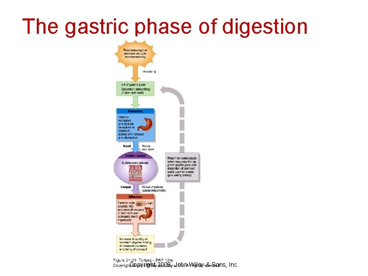 The gastric phase of digestion Copyright 2009, John Wiley & Sons, Inc. 