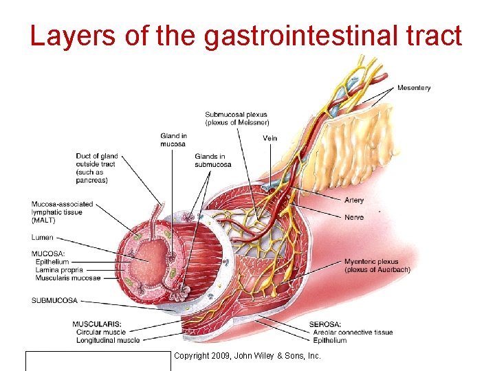 Layers of the gastrointestinal tract Copyright 2009, John Wiley & Sons, Inc. 